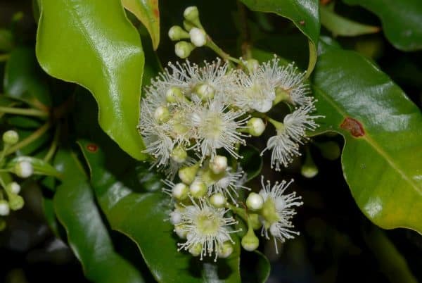 Anyseed Myrtle Oil